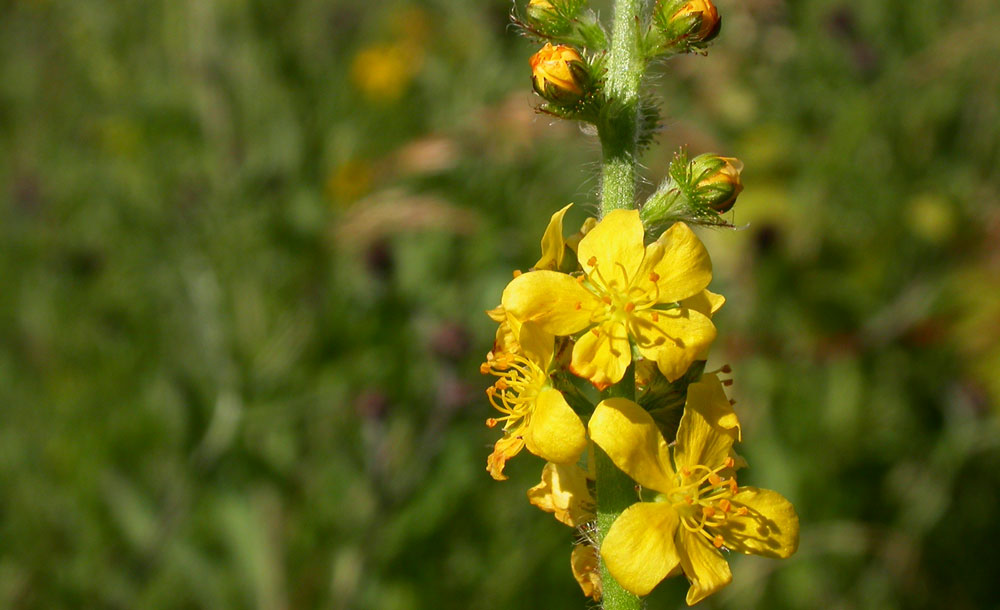 01-Fleurs-de-Bach-numero-1-Agrimony-Aigremoine