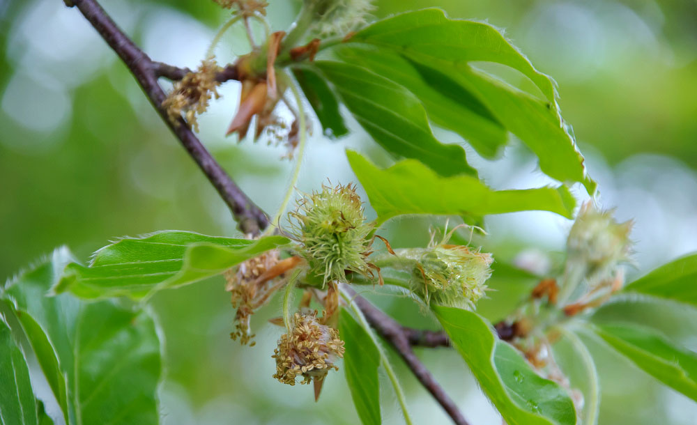 3-Fleur-de-Bach-numero-3-Hetre-Beech-Fagus-sylvatica