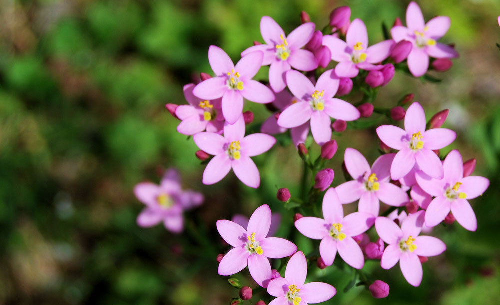 4-fleur-de-bach-numero-4-centauree-centaury-centaurium-erythraea