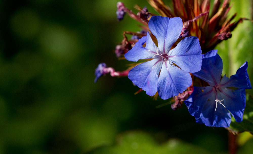 5-Fleur-de-Bach-numero-5-Plumbago-Cerato-Ceratostigma-willmottianum