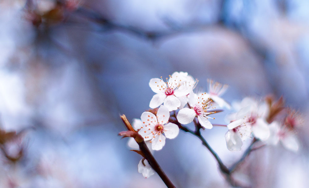 6-Fleur-de-Bach-numero-6-Prunier-myrobolan-Prunus-cerasifera